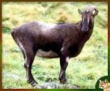 Nilgiri Tahr
